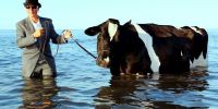 Australian ‘Salvador Dali’ – cows on the beach