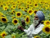 Indian TV reports about Indian Farmers Arriving to Georgia 