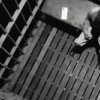 Psychologists at Prisons