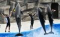 Batumi Dolphinarium - amazing show and ‘summer surprise’ for visitors 