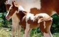 New foal was born in Tbilisi Zoo