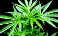 Uruguay: First country in the world has legalized Marijuana 