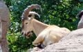 Caucasian mountain goats captured by camera in Lagodekhi Reserve 