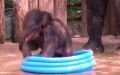 Baby elephant cooling in a pool 