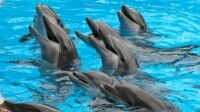 Dolphins 'call each other by name' 