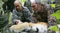 Putin 'shoots' Siberian tiger