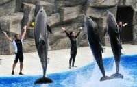 Batumi Dolphinarium - amazing show and ‘summer surprise’ for visitors 