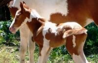 New foal was born in Tbilisi Zoo