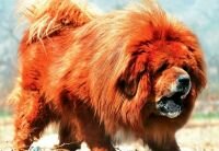 Large dog instead of a lion in Chinese zoo