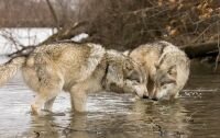 Swimming with wolves: The Belarusian family who keep the wild animals for company