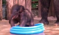 Baby elephant cooling in a pool 