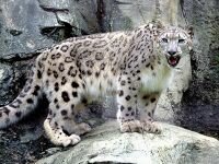 Rare sighting of snow leopards